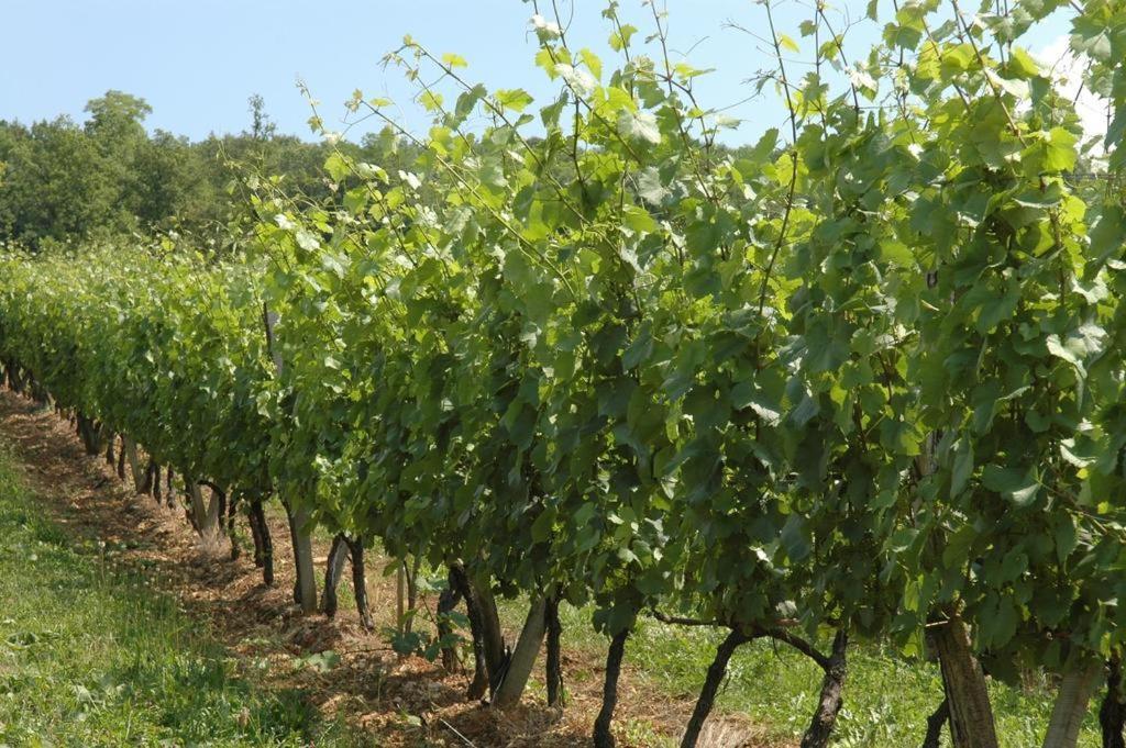 Chambres Sous Les Vignes Du Buttois Bussy-le-Grand المظهر الخارجي الصورة